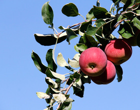 How 'bout them apples: Apple Festival returns to SU, features food, vendors, exercise