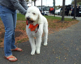 Farr's dog Cooper provides bark for Orange's scoring bite 