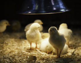 Gallery: 2014 Great New York State Fair