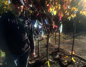 Sam Van Aken talks making tree with 40 fruits, writing book about grafting trees