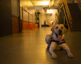 Otto the Puppy reunites with littermate in guide dog training program