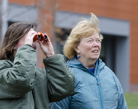 All eyes are on the red-tailed hawks nesting on Lyman Hall