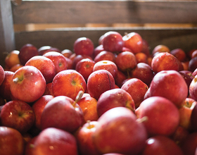 The ins and outs of central New York apple and seasonal fruit picking