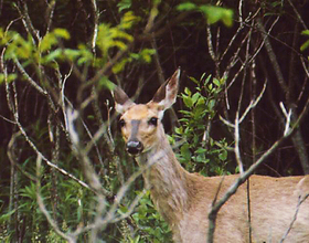 Experts say mice are primary cause of Lyme disease, not deer