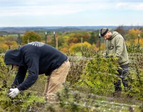 New York state’s 1st legal cannabis cultivations are underway