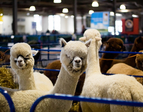 Alpacas from the Northeast come to NYS Fairgrounds for annual showcase