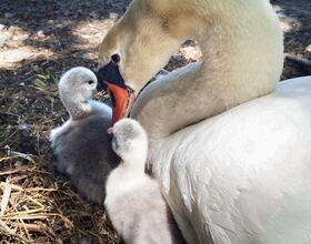 Syracuse teens arrested for stealing Manlius swans, killing 1