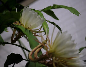 'The Queen of the Night': SUNY ESF, SU gather to view rare Brazilian cactus bloom