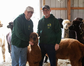 FLUFFY LOVE: 24 alpacas keep 40 years of love running strong