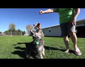 VIDEO: Rescue Me K9