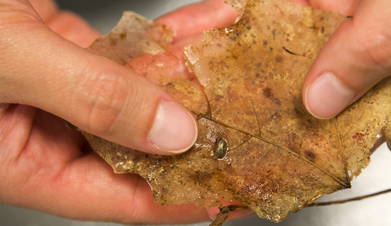 SUNY-ESF masters student breeds endangered snails species in captivity