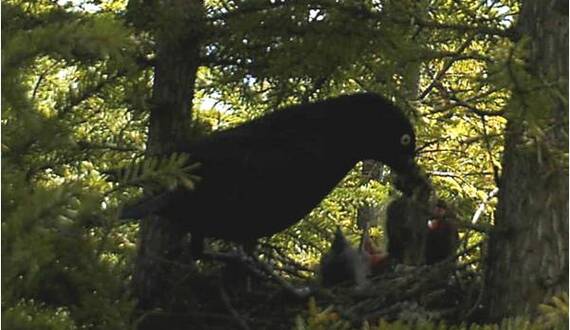 SUNY-ESF researchers analyze declining rusty blackbird population