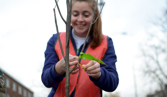 Volunteers plant trees around university neighborhood