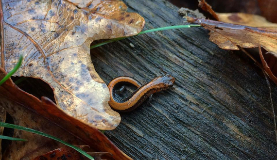 SUNY-ESF club studies, looks to conserve endangered reptile species