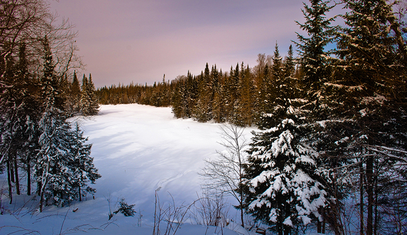 SUNY-ESF and Nature Conservancy partner to ensure forest is ‘climate-resilient’