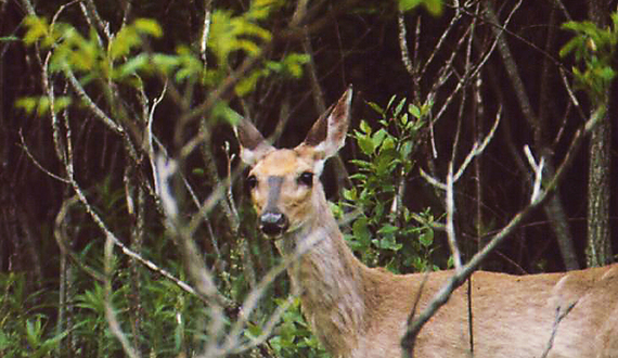 Experts say mice are primary cause of Lyme disease, not deer