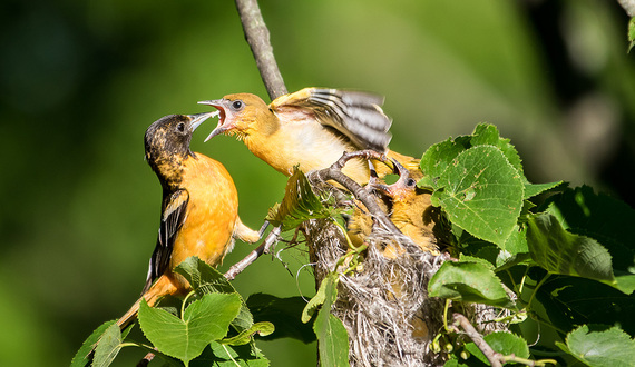 Nature photographer captures images of wildlife for Baltimore Woods exhibit