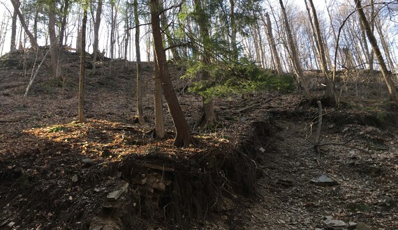 New York State Hemlock Initiative aims to control Eastern Hemlock infestation