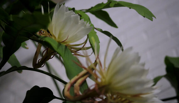 &#8216;The Queen of the Night&#8217;: SUNY ESF, SU gather to view rare Brazilian cactus bloom