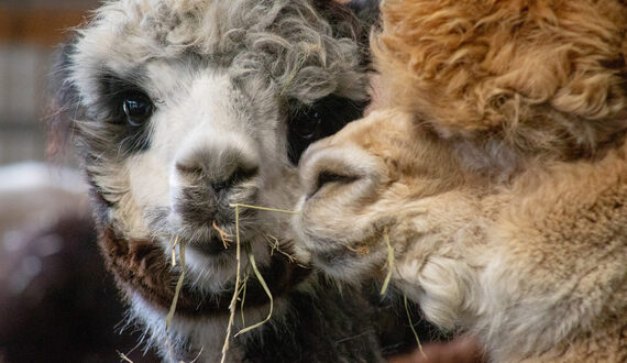 Gallery: Come down to the farm to see Onondaga&#8217;s most adorable alpacas in action