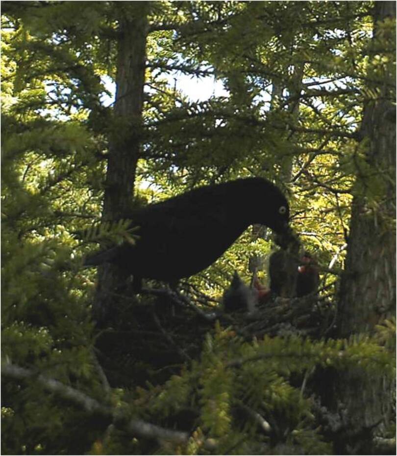 SUNY-ESF researchers analyze declining rusty blackbird population