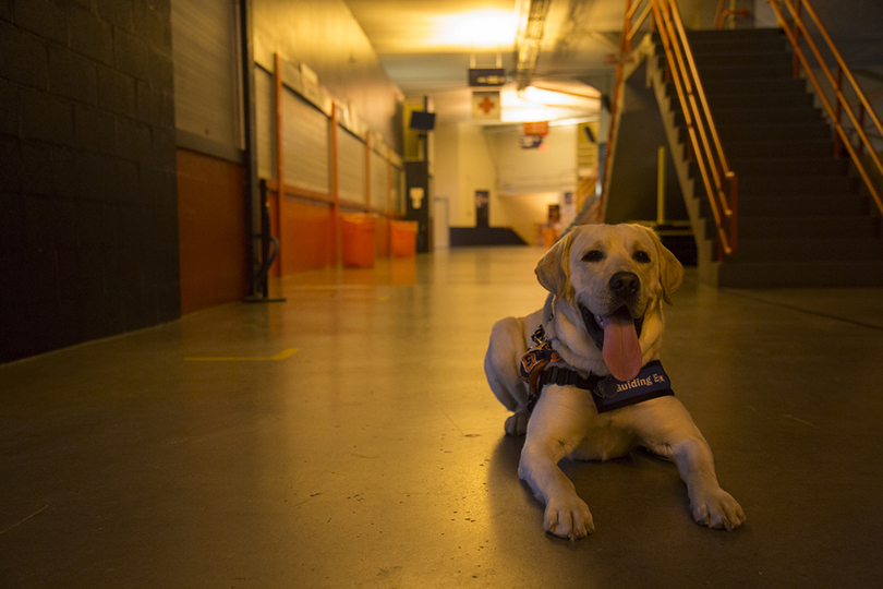 Otto the Puppy reunites with littermate in guide dog training program