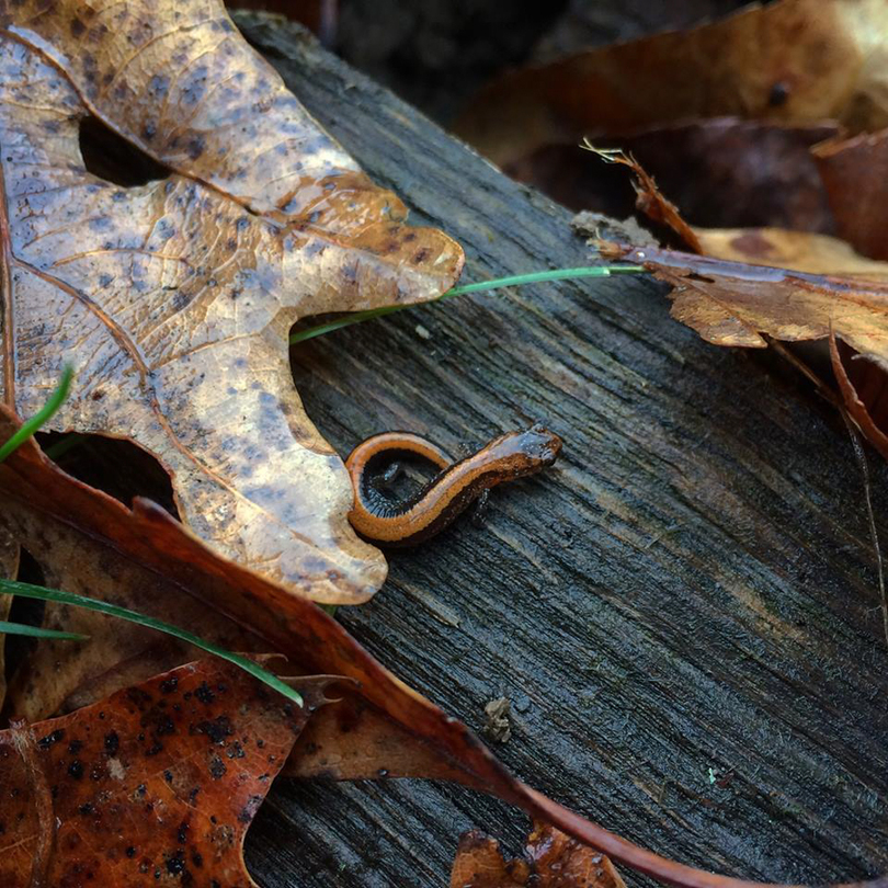 SUNY-ESF club studies, looks to conserve endangered reptile species