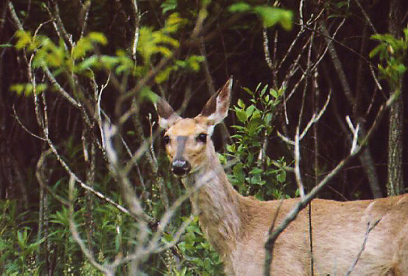 SUNY-ESF team receives portion of state grant to manage overpopulation of white-tailed deer