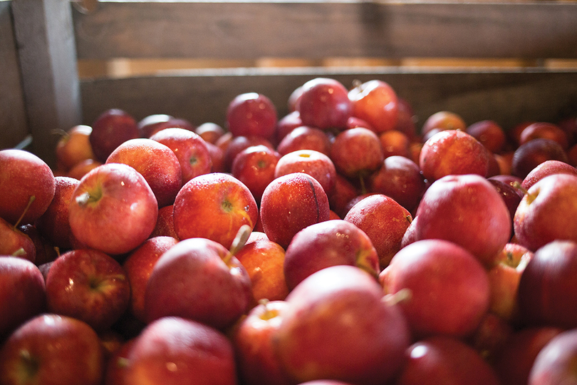 The ins and outs of central New York apple and seasonal fruit picking