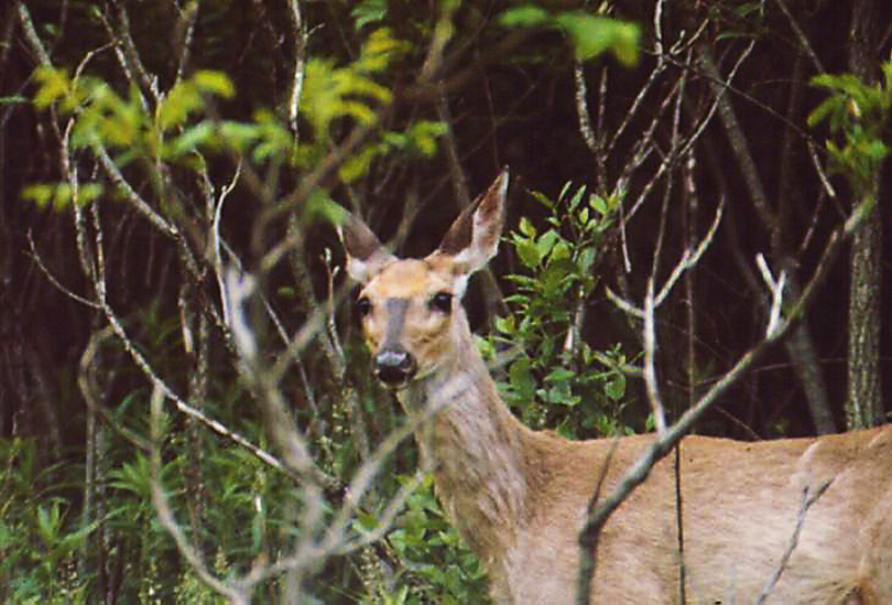 Experts say mice are primary cause of Lyme disease, not deer