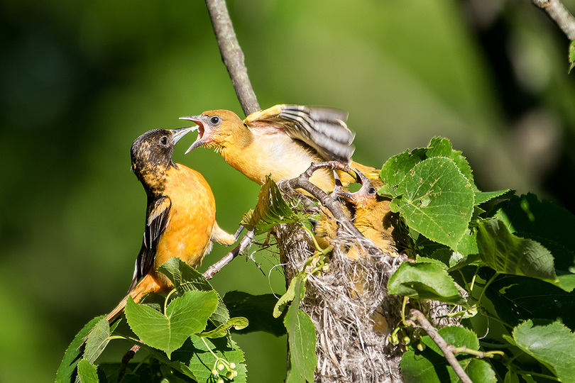 Nature photographer captures images of wildlife for Baltimore Woods exhibit