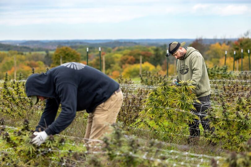 New York state’s 1st legal cannabis cultivations are underway