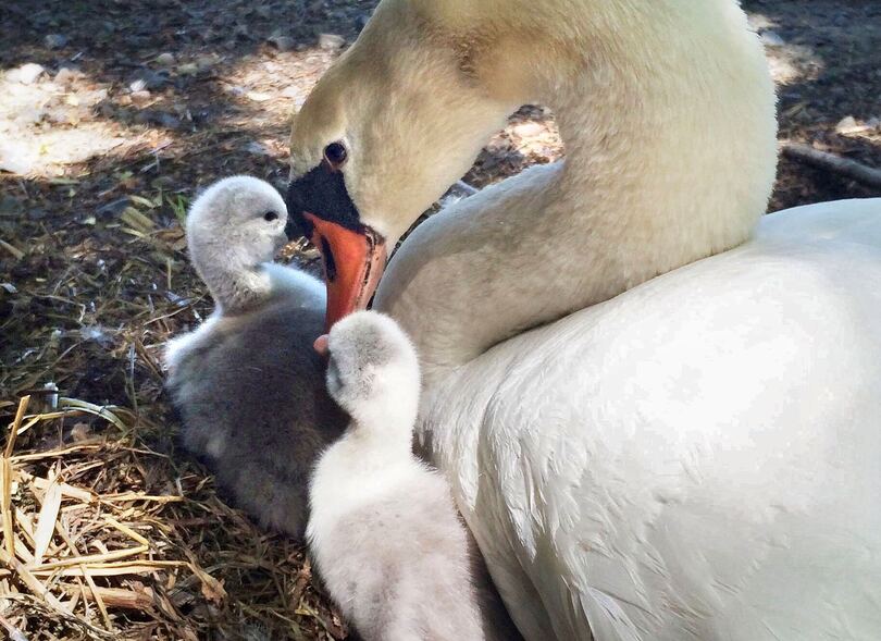 Syracuse teens arrested for stealing Manlius swans, killing 1