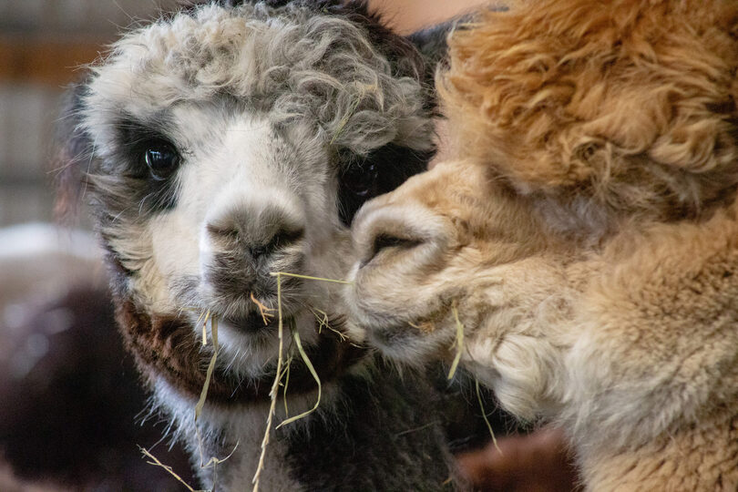 Gallery: Come down to the farm to see Onondaga&#8217;s most adorable alpacas in action