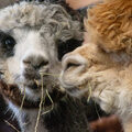 Gallery: Come down to the farm to see Onondaga's most adorable alpacas in action