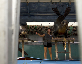 Ex-circus performers bring sea lion exhibit to the New York State Fair