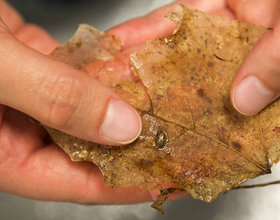 SUNY-ESF masters student breeds endangered snails species in captivity