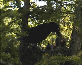 SUNY-ESF researchers analyze declining rusty blackbird population