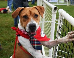 Local dog rescue nonprofit organizes 7th annual “Pumpkins & Pooches” fundraiser