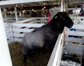 Make time to learn more about local farmers at Great New York State Fair