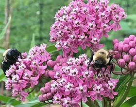 It's more than just the honey: SU’s Bee Orange raises environmental awareness