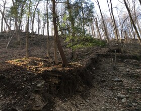 New York State Hemlock Initiative aims to control Eastern Hemlock infestation