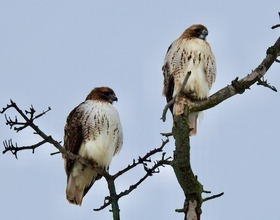 Red-tailed hawks Otto, SU-Sue found the hearts of locals