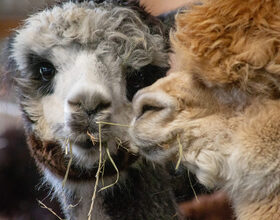 Gallery: Come down to the farm to see Onondaga's most adorable alpacas in action