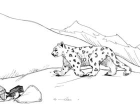 ESF : Spotted: SUNY-ESF researchers capture first images of snow leopards in Siberian mountains