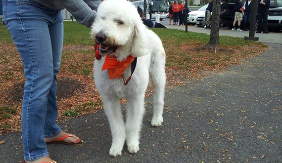 Farr&#8217;s dog Cooper provides bark for Orange&#8217;s scoring bite