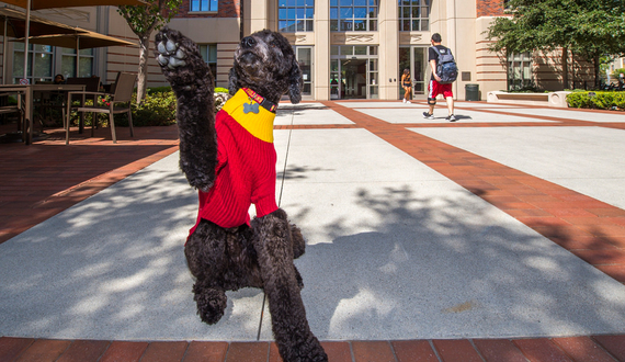 University of Southern California hires dog to calm stressed students