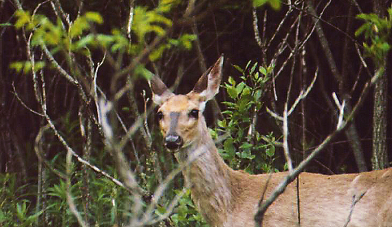 SUNY-ESF team receives portion of state grant to manage overpopulation of white-tailed deer