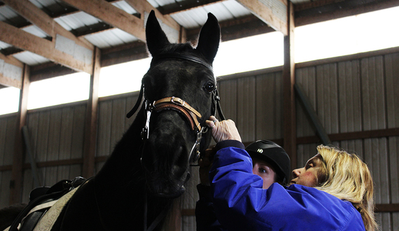 This horse rescue is moving to greener pastures