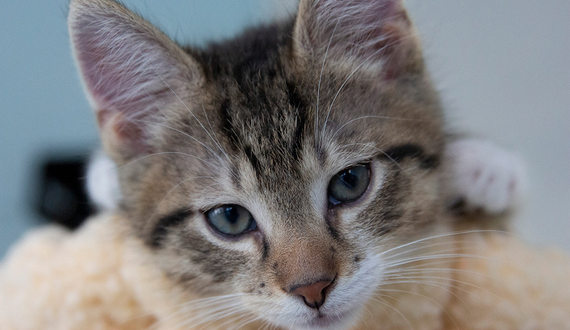 Gallery: Pawsitivitea gives rescue cats a chance at adoption